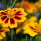 400 Dainty MARIETTA FRENCH MARIGOLD Tagetes Patula Red & Yellow Flower Seeds