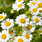 300 FEVERFEW Tanacetum Parthenium Herb Flower Seeds