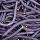 40 Royalty PURPLE POD BEAN Phaseolus Vulgaris Vegetable Seeds