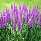 50 Mixed Colors VERONICA SIGHTSEEING MIXTURE (Spike Speedwell) Veronica Spicata Flower Seeds
