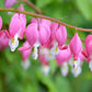 10 BLEEDING HEART - PINK Old Fashioned Dicentra Formosa Shade Flower Seeds