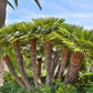 5 MEDITERRANEAN FAN PALM European Dwarf Tree Shrub Chamaerops Humilis Seeds
