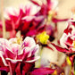 50 Double WINKY ROSE & White COLUMBINE Aquilegia Vulgaris Flower Seeds