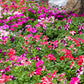 100 STAR MIX PETUNIA Mixed Colors Petunia Violacea Flower Seeds Red Blue Purple
