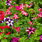 100 STAR MIX PETUNIA Mixed Colors Petunia Violacea Flower Seeds Red Blue Purple