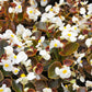 25 WAX MIXED BEGONIA Semperflorens Fibrous Mixed Colors Red Pink White Two Tone Shade Flower Seeds