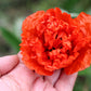 100 Giant Double RED PEONY POPPY Papaver Peoniflorum Flower Seeds