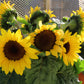 25 Dwarf SUNSPOT SUNFLOWER Helianthus Annuus Flower Seeds