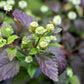 100 AZTEC SWEET HERB aka Honeyherb, Lippia, Mayan Mint, Dulce Buttons. Lippia Dulcis Phyla White Flower Seeds