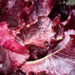 3000 RUBY LEAF LETTUCE Red Loose Leaf Heirloom Lactuca Sativa Vegetable Seeds