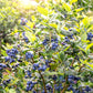 50 Northern HIGHBUSH BLUEBERRY BUSH Vaccinium Fruit Shrub Blue Berry White Flower Seeds