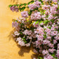 10 BEAUTY BUSH SHRUB Beautybush Kolkwitzia Amabilis Pink & White Flower Red Berry Seeds