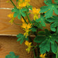 10 CANARY CREEPER NASTURTIUM Vine Tropaeolum Peregrinum Yellow Canarybird Flower Seeds