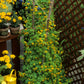 10 CANARY CREEPER NASTURTIUM Vine Tropaeolum Peregrinum Yellow Canarybird Flower Seeds