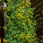 10 CANARY CREEPER NASTURTIUM Vine Tropaeolum Peregrinum Yellow Canarybird Flower Seeds