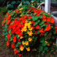 50 Mixed Colors DWARF JEWEL NASTURTIUM Tropaeolum Minus Flower Seeds