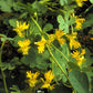 10 CANARY CREEPER NASTURTIUM Vine Tropaeolum Peregrinum Yellow Canarybird Flower Seeds
