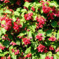 20 Tatarian FLAME MAPLE TREE Red Acer Tataricum Seeds