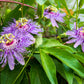10 Purple PASSION FLOWER Passion FRUIT Granadilla Passiflora Incarnata Vine Seeds