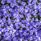 1000 TUSSOCK BELLFLOWER (Carpathian Bellflower) Campanula Carpatica Flower Seeds