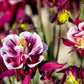 50 Double WINKY ROSE & White COLUMBINE Aquilegia Vulgaris Flower Seeds