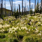 100 BEAR GRASS aka Bear LILY Beargrass Ornamental Xerophyllum Tenax Flower Seeds