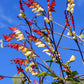 10 FIRECRACKER VINE Flower Mina Lobata Exotic Love Spanish Flag Ipomoea Seeds