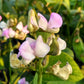 100 BLACKEYE PEA (Cow Pea / Cowpea / Southern Pea / Blackeyed Pea / Black Eye Pea) Vigna Unguiculata Vegetable Seeds
