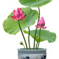 5 BOWL LOTUS Mixed Colors Dwarf Nelumbo Nucifera Aquatic Flower Seeds