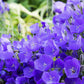 1000 TUSSOCK BELLFLOWER (Carpathian Bellflower) Campanula Carpatica Flower Seeds