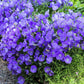 1000 TUSSOCK BELLFLOWER (Carpathian Bellflower) Campanula Carpatica Flower Seeds
