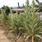 150 YELLOW VERBASCUM Thapsus Common Mullein Flower Herb Seeds