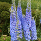 350 Blue with Pink ROCKET LARKSPUR DELPHINIUM Consolida Ajacis Seeds