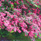 20 ENGLISH HAWTHORN TREE Edible Fruit Flower Mayflower Crataegus Laevigata Seeds