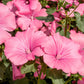 200 ROSE MALLOW MIX (Bush Mallow) Hibiscus Lavatera Trimestris Flower Seeds