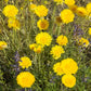 500 Yellow DESERT MARIGOLD Baileya Multiradiata Showy Drought Paper Daisy Flower Herb Seeds