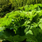 10 GUNNERA MANICATA 6' Leaves! Giant Rhubarb Dinosaur Plant Moist Shade Red Flower Seeds