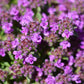 100 MOTHER OF THYME aka Lemon Broadleaved Large Thyme Thymus Pulegioides Herb Pink Flower Seeds