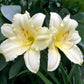 10 MIXED COLORS DAYLILY Hemerocallis Day Lily Fine Mix Red Purple Flower Seeds