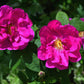 30 JAPANESE RED ROSE Bush Rosa Rugosa Rubra Rugrose Fragrant Flower Seeds