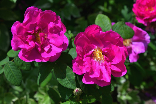 30 JAPANESE RED ROSE Bush Rosa Rugosa Rubra Rugrose Fragrant Flower Seeds