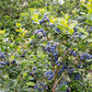 50 Northern HIGHBUSH BLUEBERRY BUSH Vaccinium Fruit Shrub Blue Berry White Flower Seeds