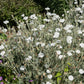 50 WHITE LYCHNIS Coronaria Alba (White Rose Campion / Evening Lychnis / Silene / White Cockle) Flower Seeds