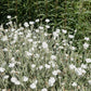 50 WHITE LYCHNIS Coronaria Alba (White Rose Campion / Evening Lychnis / Silene / White Cockle) Flower Seeds