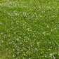 2000 MICROCLOVER Dwarf Miniature Trifolium Repens White Flower Clover Lawn Seeds