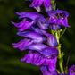 250 NATIVE MIX Beardtongue PENSTEMON Grandiflorus, Strictus, Cobaea, Palmeri, Digitalis, Pallidus - Pink White Blue Purple Flower Seeds