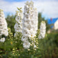 150 WHITE KING LARKSPUR Delphinium Consolida Giant Imperial Flower Seeds