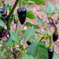 40 Organic PURPLE JALAPENO PEPPER Capsicum Annuum Hot Mexican Chili Vegetable Seeds