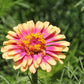 50 CAROUSEL MIX ZINNIA Elegans Carrousel Whirligig Mixed Colors Bicolor Flower Seeds
