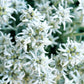 50 EDELWEISS Leontopodium Alpinum White Flower Seeds